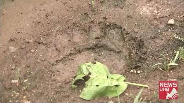 「恐怖を感じた」養鶏場近くにくっきりと残る40センチ