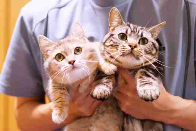 29歳就業経験ほぼなしの「人に使われたくないから猫カフェを開きたい」という投稿に厳しい声相次ぐ