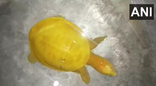 全身黄色の珍しいカメ、インドで発見