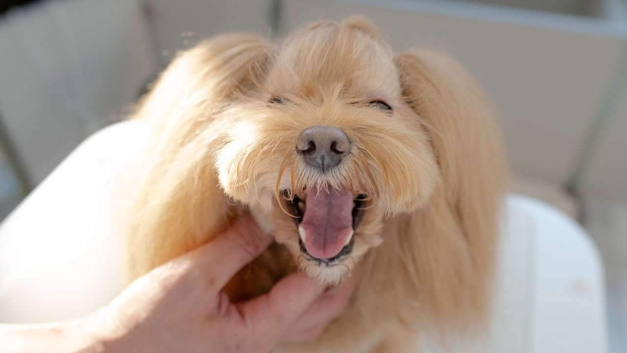 「癒し」可愛い動物画像をコメントで更に可愛く見せるトピ