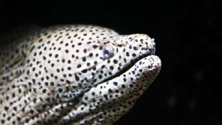 ニセゴイシウツボ｜魚類ずかん.com