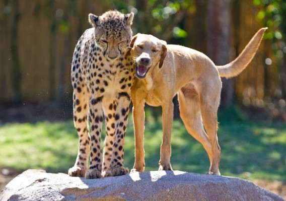 6年前からずっと仲良しの犬とイルカ、種族を超えた友情が美しい(米)