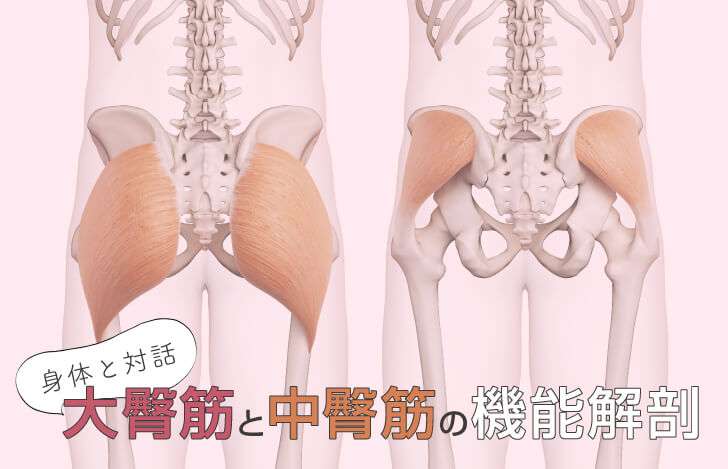 身体と対話：大臀筋と中臀筋の機能を解剖学的に解説！ | ヨガジェネレーション yogageneration