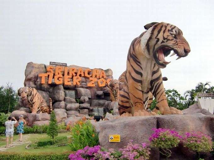 虎だらけの動物園！パタヤ近郊「シーラチャータイガーズー」 | タイ | LINEトラベルjp 旅行ガイド
