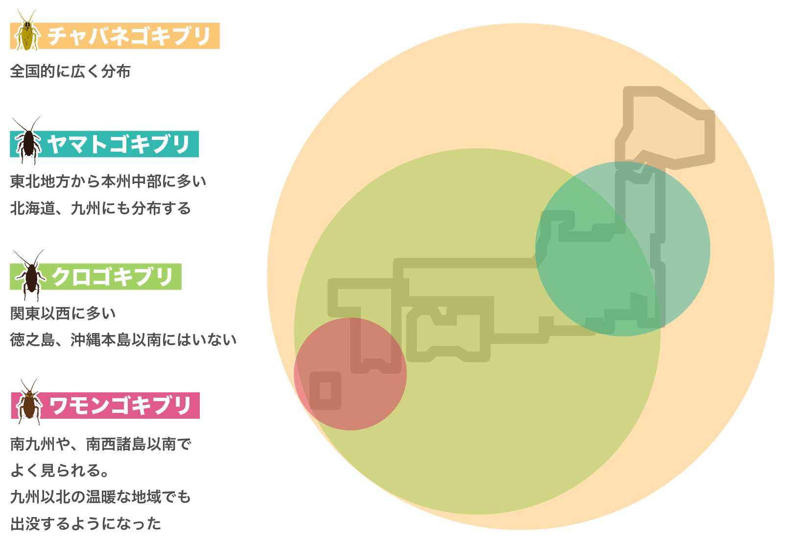 ゴキブリにまつわるあの噂　「1匹見つけたら100匹いる」は本当？