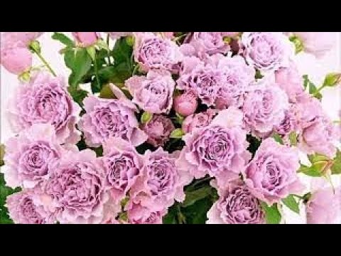 【BL】小西克幸さん攻め作品の好きなところを詰め合わせました【YAOI】 - YouTube