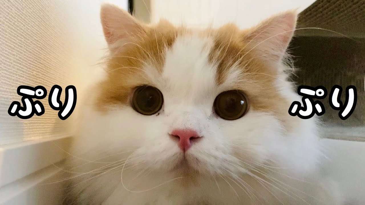 お尻をぷりぷりしながら朝からはしゃぐ猫が可愛い！ - YouTube