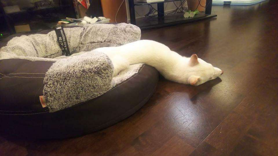 「千と千尋」のハクそっくりな柴犬が発見される - Yahoo! JAPAN
