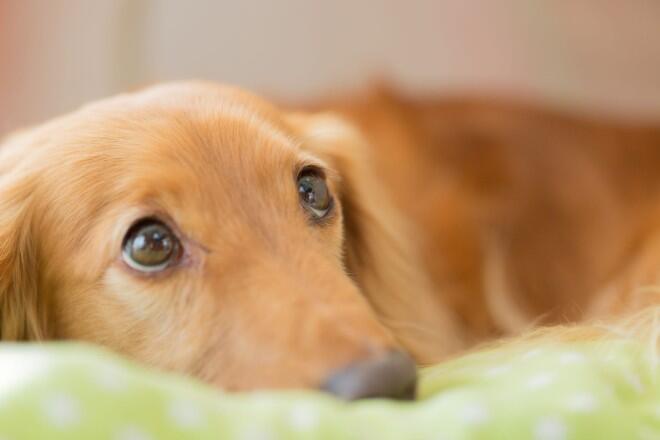 犬が何もないところを見つめる理由とは？犬の不思議な行動に迫る｜docdog（ドックドッグ）