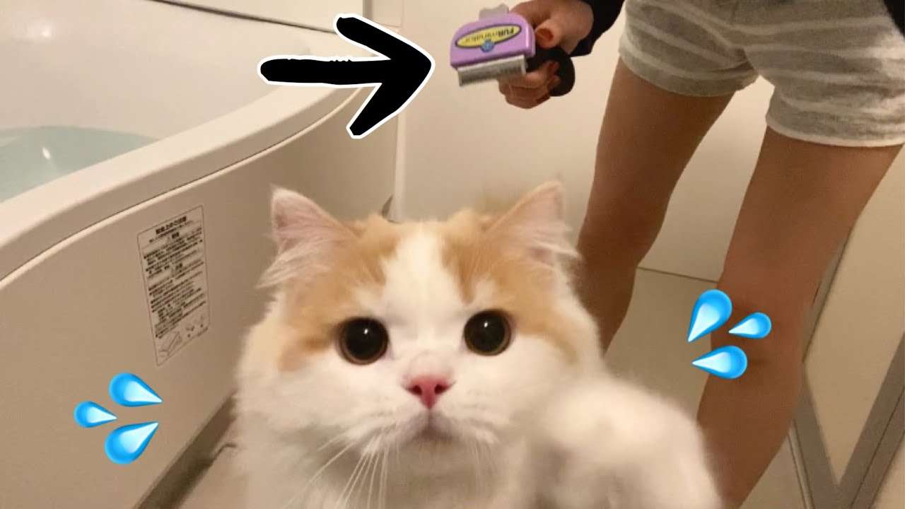 ファーミネーターで長毛猫の冬毛を脱ぎ捨てる！！【スコティッシュフォールド】 - YouTube