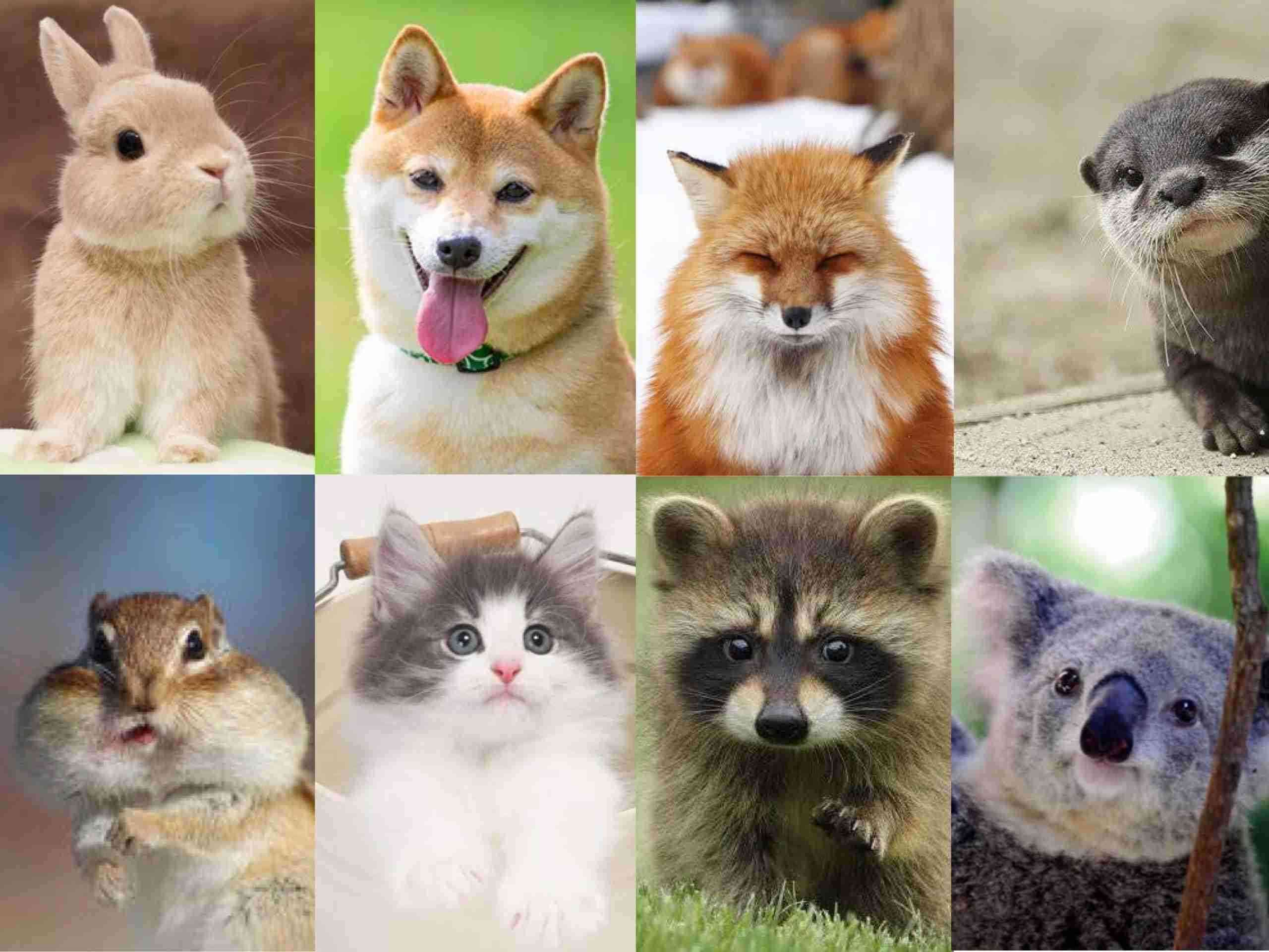 【動物に】○○顔が好き【例えると】
