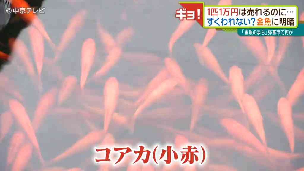 金魚業界もコロナで苦況 1匹数万円の高級金魚は売れるのに・・・ そのわけは「祭りの中止」