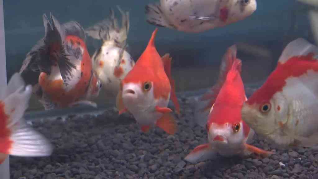 金魚業界もコロナで苦況 １匹数万円の高級金魚は売れるのに・・・ そのわけは「祭りの中止」 ： 中京テレビNEWS