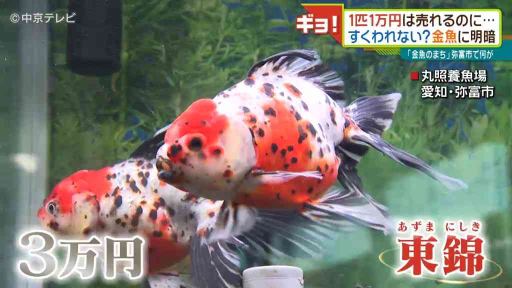 金魚業界もコロナで苦況 １匹数万円の高級金魚は売れるのに・・・ そのわけは「祭りの中止」