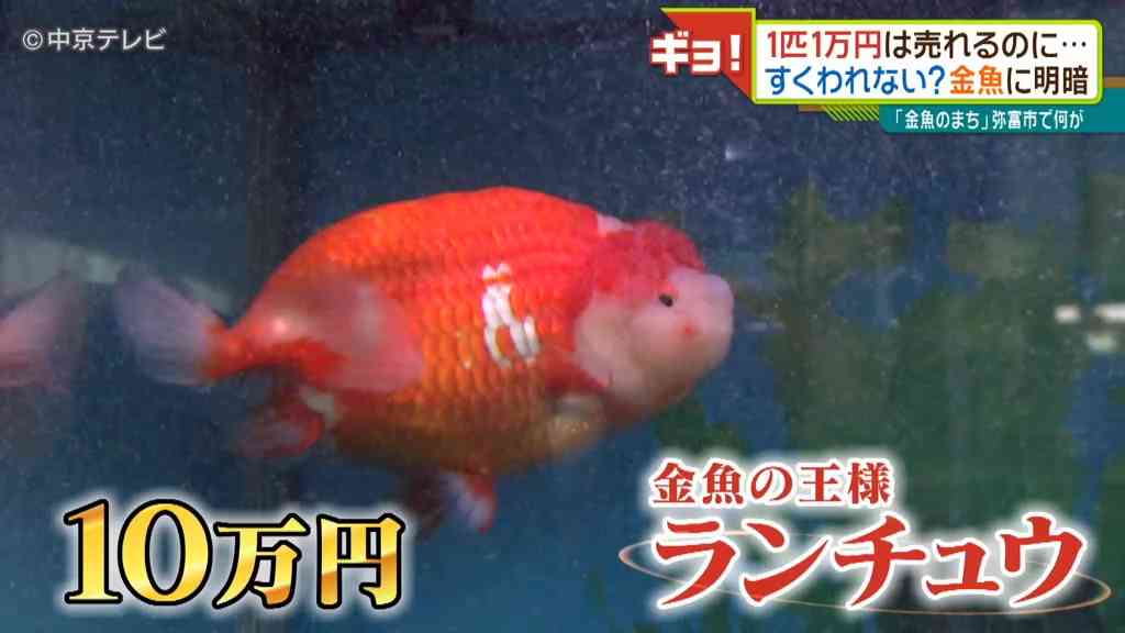 金魚業界もコロナで苦況 1匹数万円の高級金魚は売れるのに・・・ そのわけは「祭りの中止」
