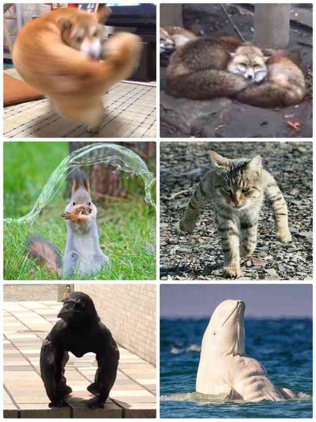 動物でパーティーを組んで魔王を倒しに行くトピpart7