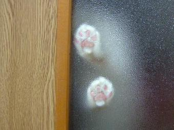 動物の一部分しか写ってない画像を貼るトピ