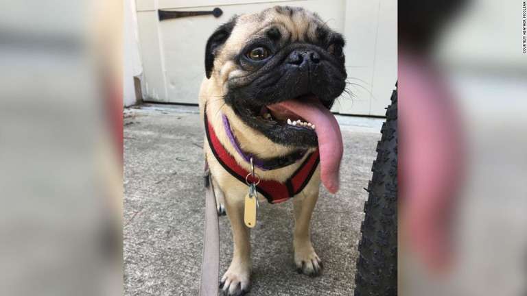 犬が新型コロナ陽性、米国初の事例か　飼い主の家族感染