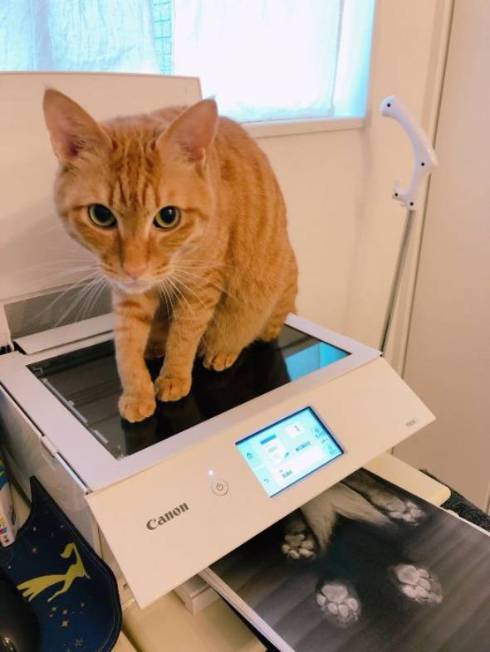 猫がプリンタを占拠→そのままコピーしてみた　テレワークの邪魔をした猫ちゃんの“猫拓”にほっこり