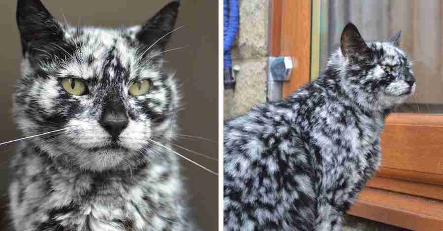 白黒猫の写真(白黒ブチ、白、黒1色)がみたい