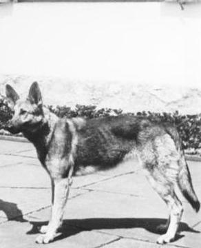 ブロンディ (犬) - Wikipedia