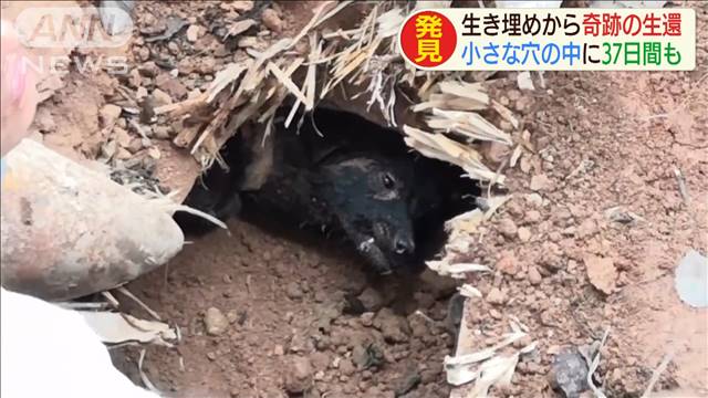 体重が30→5kgに　37日間生き埋めの犬　奇跡の生還