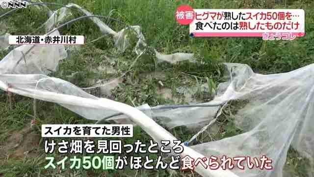 ヒグマがスイカ50個食い荒らす　北海道