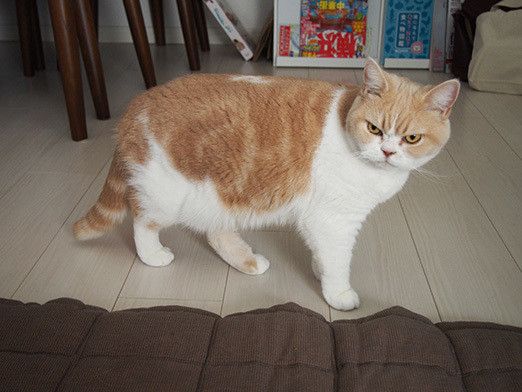 小雪の怒ってなどいない!!に関する記事一覧｜ねこのきもちWEB MAGAZINE