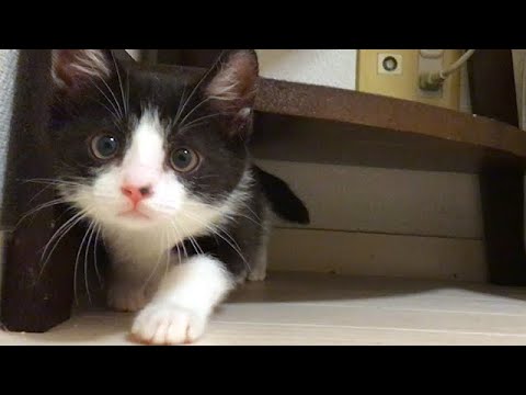 隠れて攻撃をする技を覚えた子猫 - YouTube
