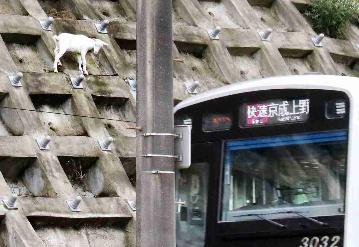 崖の上のヤギ、誘い出し作戦も失敗　騒動から2カ月半　猛暑の中、元気に“朝ごはん”