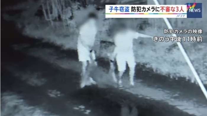 栃木・足利市で子牛窃盗、防犯カメラに不審な３人｜TBS NEWS