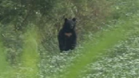 前から向かってきたクマに襲われ自転車に乗った男子高校生けが　秋田・鹿角市（秋田朝日放送） - Yahoo!ニュース