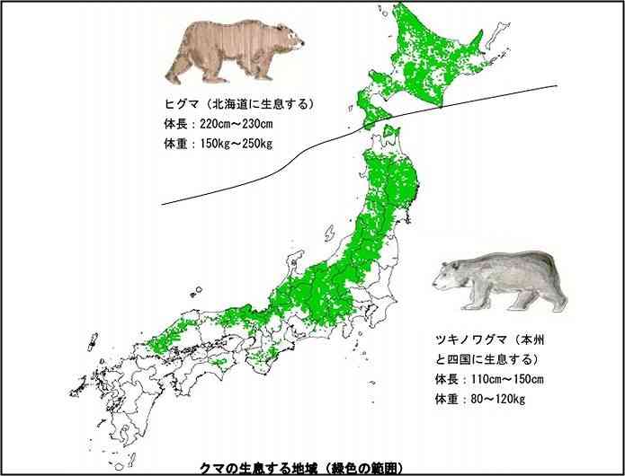 キャンプ場にクマ出没　テントの中で女性襲われけが