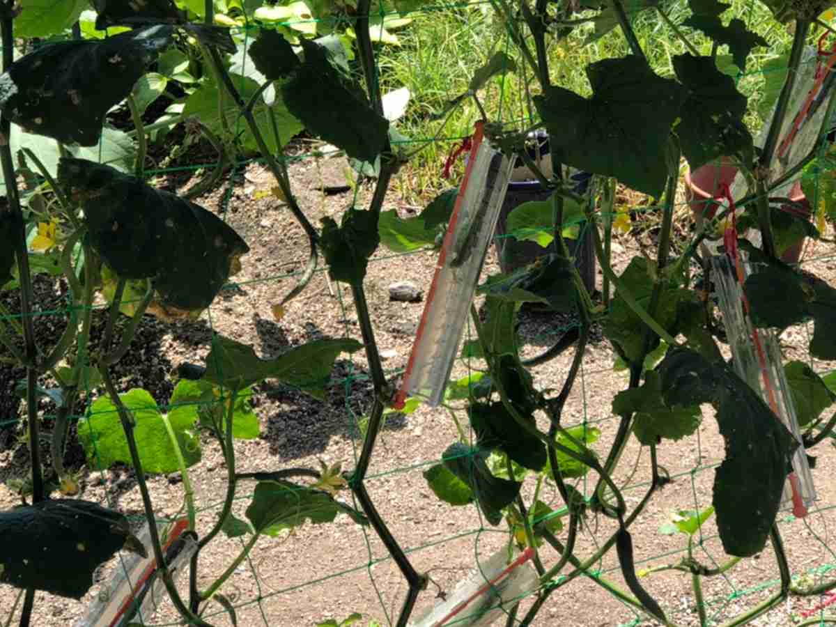 会社を辞めて農業を始めた父親　変わったキュウリの形に海外からも反響が上がる  –  grape [グレイプ]