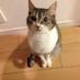 おかるねこ on Twitter: 