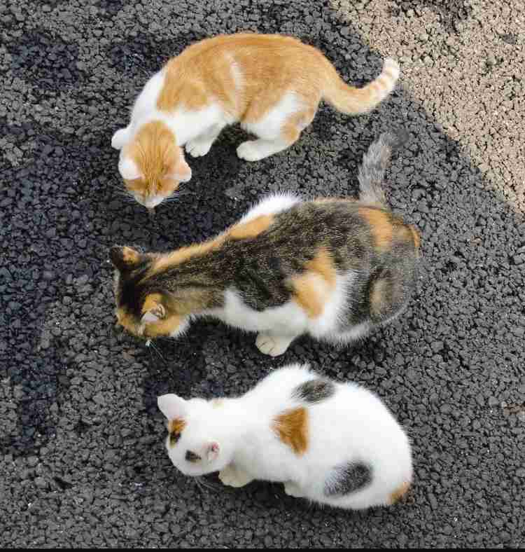 【画像】いろんな三毛猫大集合