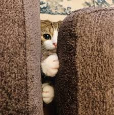 かくれんぼしている動物たち