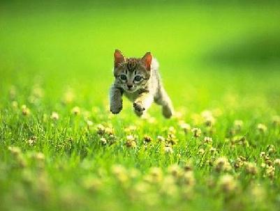 8月8日　世界猫の日🐈