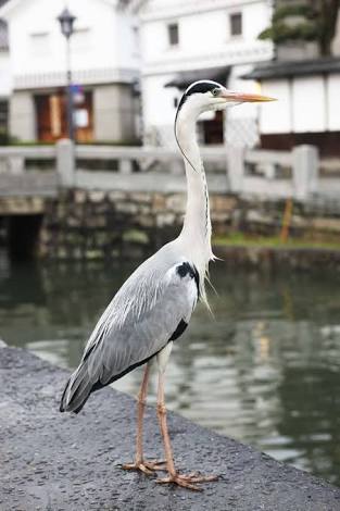 怪我をした野鳥