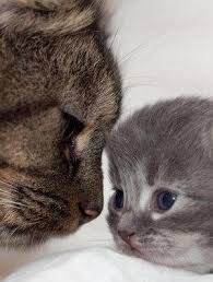 動物の親子の画像