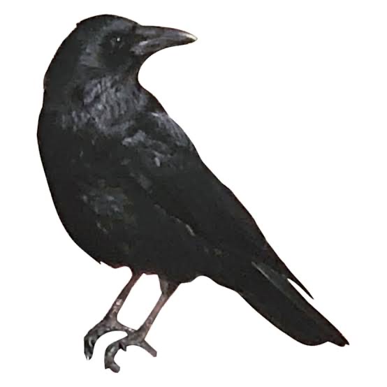 職場に黒い服はダメですか？
