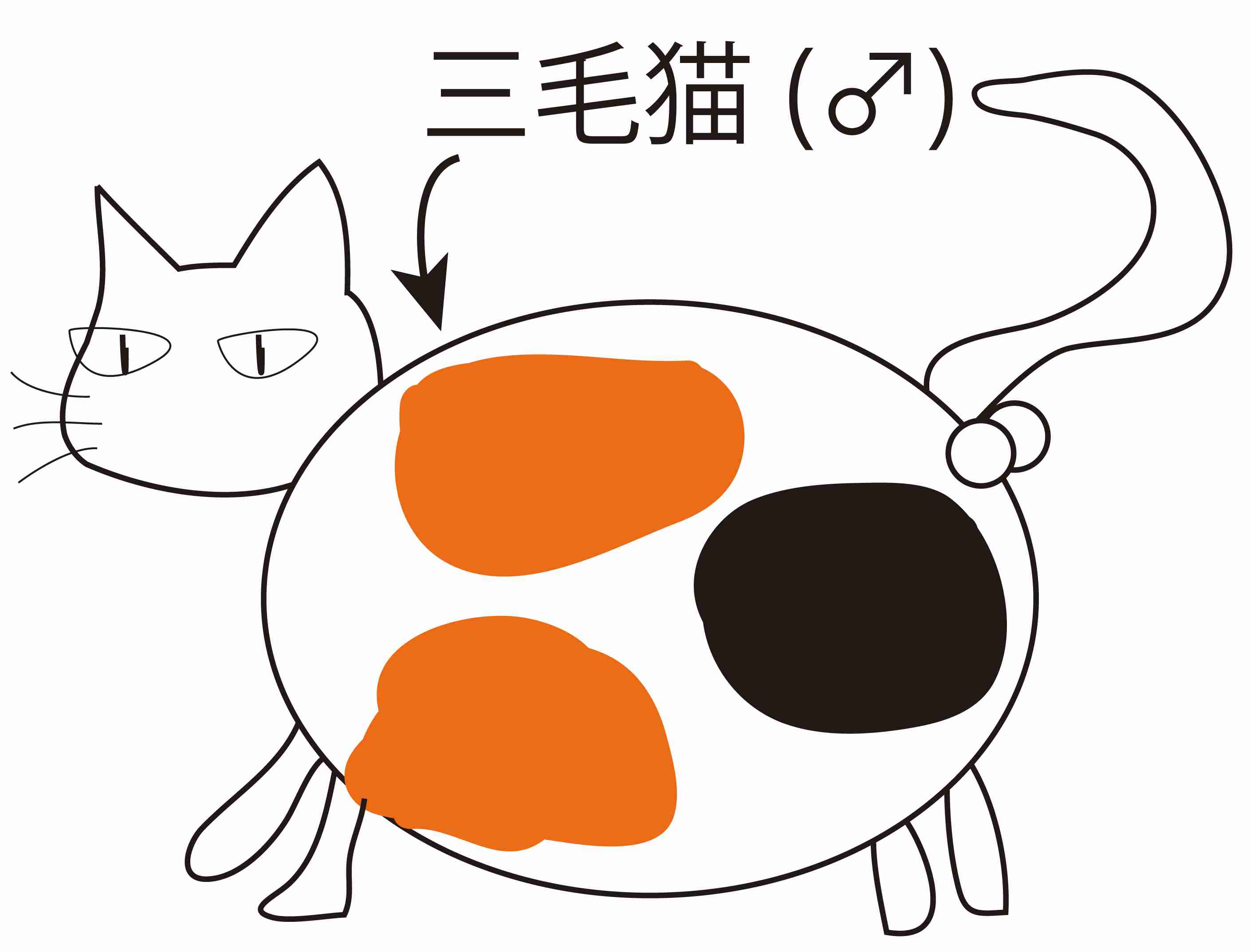 三毛猫のオスがなぜ珍しいのかについて|株式会社バイオーム