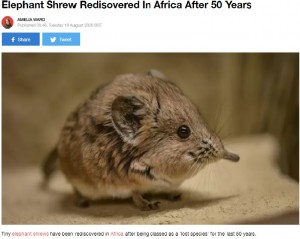 50年ぶりにアフリカで発見！　象の仲間ソマリ・ハネジネズミの姿に専門家も大興奮