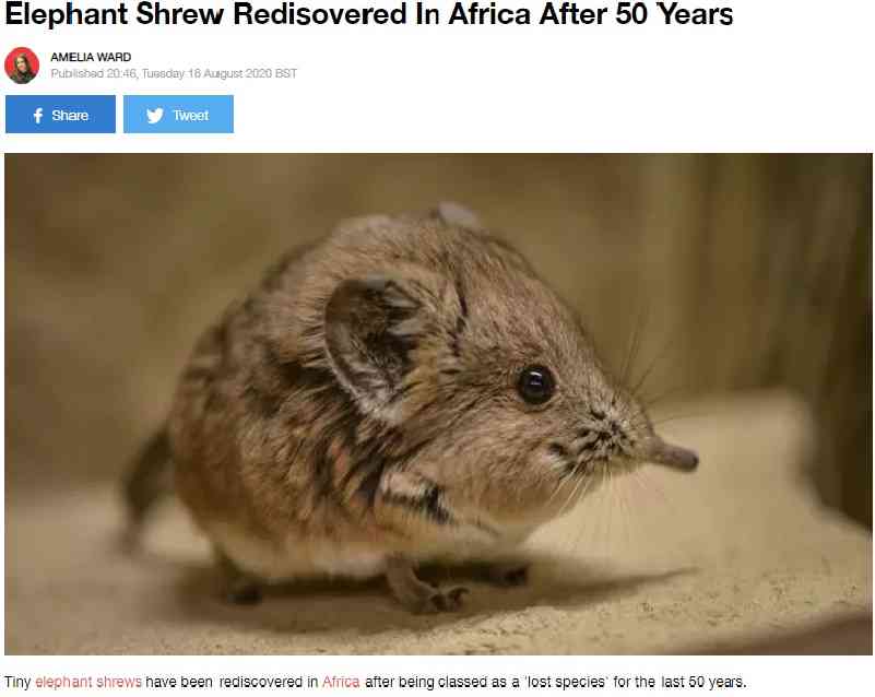 【海外発！Breaking News】50年ぶりにアフリカで発見！　象の仲間ソマリ・ハネジネズミの姿に専門家も大興奮 | Techinsight（テックインサイト）|海外セレブ、国内エンタメのオンリーワンをお届けするニュースサイト