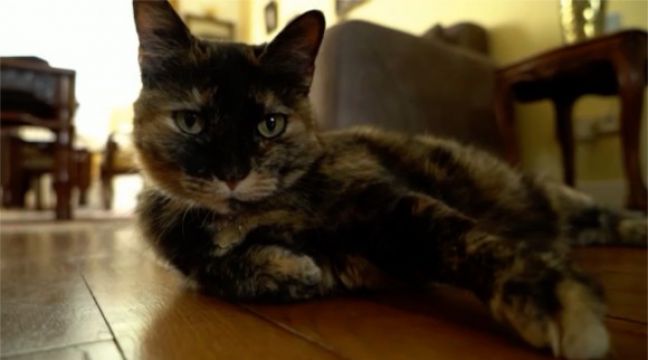 フランスで初めてコロナに感染した猫が無事回復 | エンタメウィーク