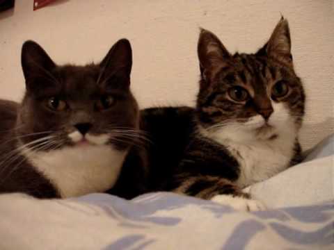 The two talking cats - YouTube