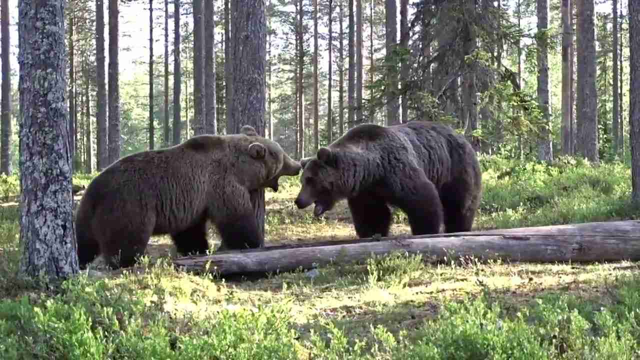 ヒグマのガチ喧嘩wwこんなの人間が絶対に勝てる訳ないわ… - YouTube