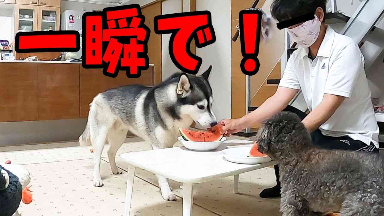 夏と言ったら！スイカの早食い！ - YouTube