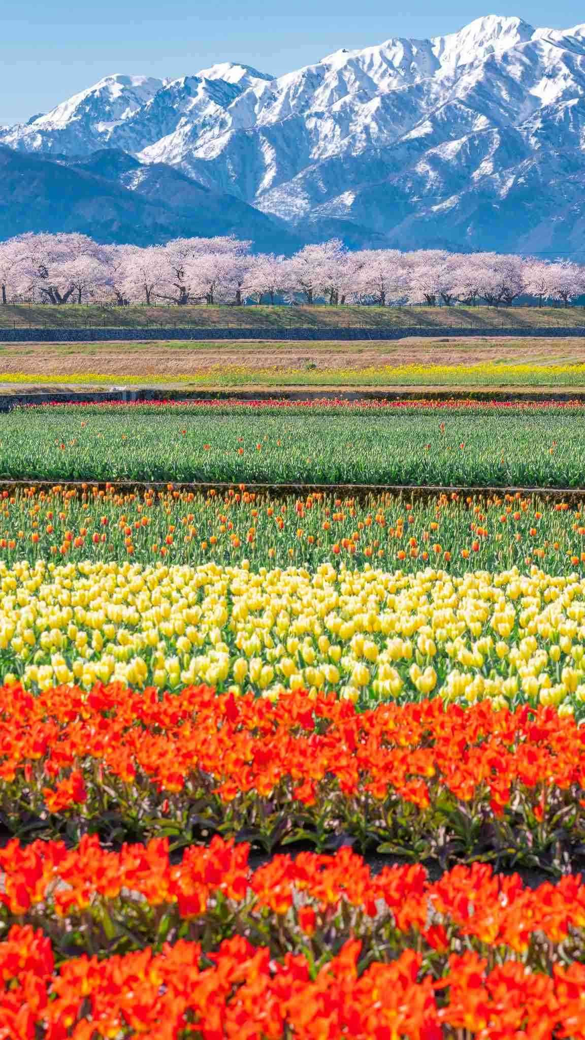 【コロナ】富山県情報交換Part.3