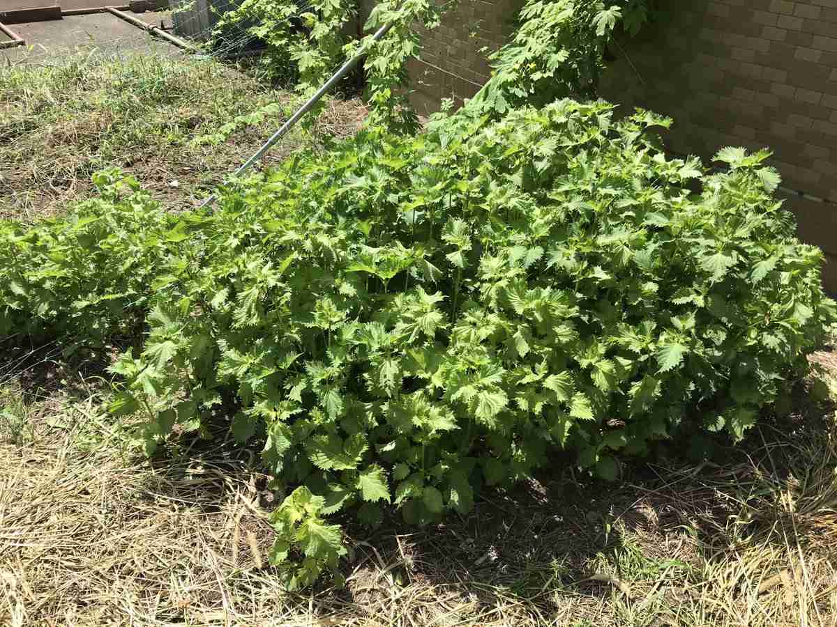 しその葉を大量に消費できるアイデア“しそバカ餃子”が話題 - 作り方のコツなど聞いてみた